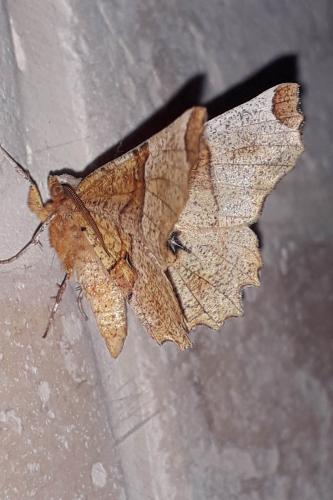 Réf. 322 035 : Selenia lunularia